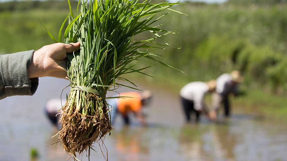 Planta do Arroz