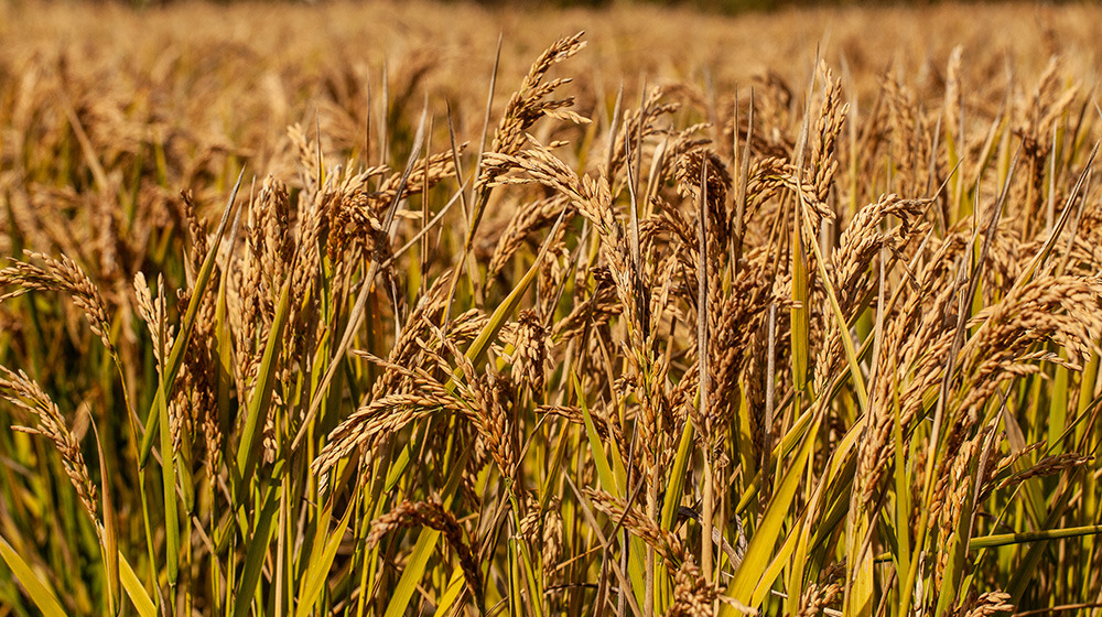 Planta do arroz em Estarreja